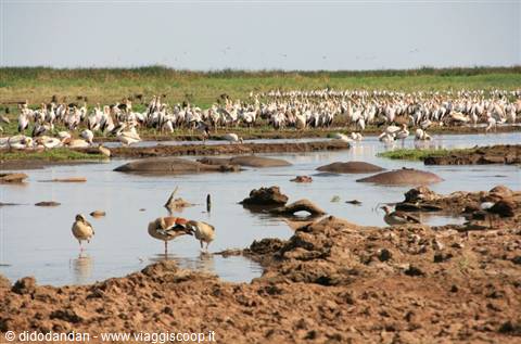 Hippos in the mud and white pelicans gathered along the lakeshore