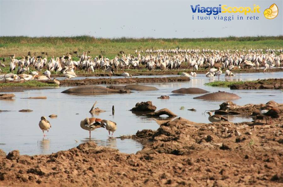Hippos in the mud and white pelicans gathered along the lakeshore