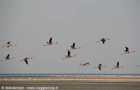 Pink flamingos flying over the lagoon, beach and sea in the background