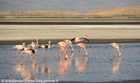 Fenicotteri rosa che si nutrono nelle acque basse del Lago Manyara