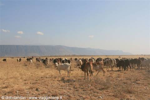 Cattle herd grazing on dry savanna, Maasai herders among escarpment