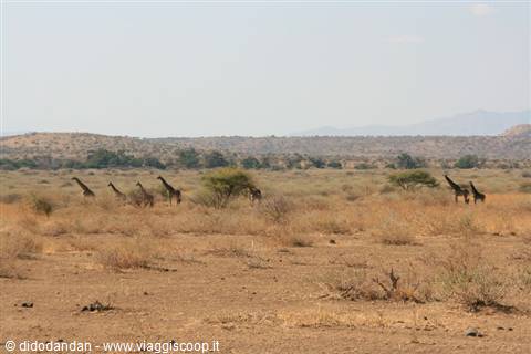 herd of giraffes among dry shrubs and acacia trees in the savanna