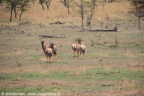 Four hartebeest antelopes grazing among dry grass and scattered trees
