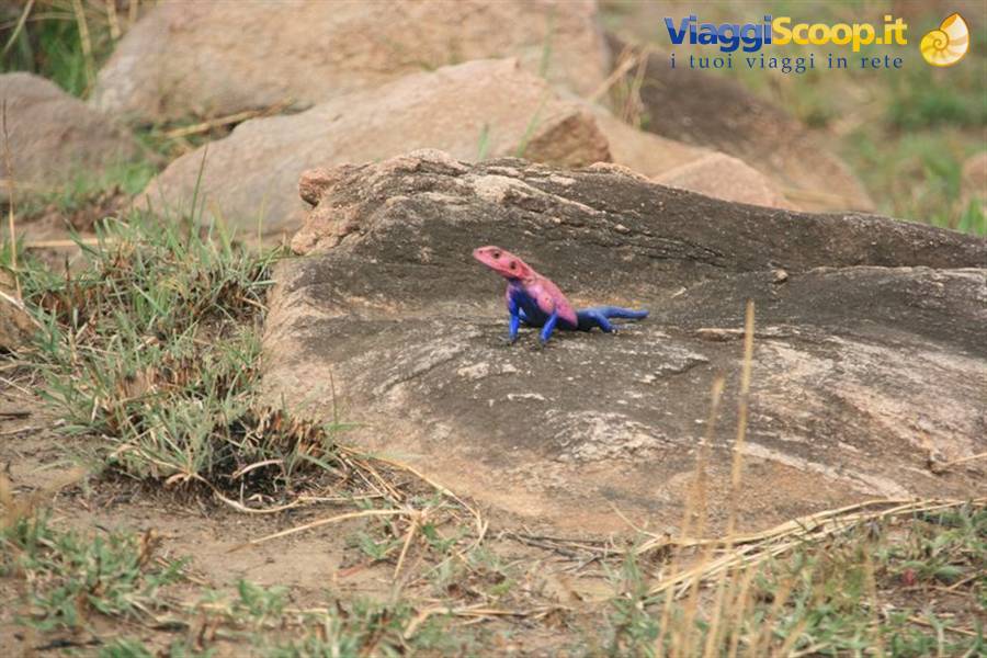 Red-headed blue-bodied lizard basking on grey rock among dry grass