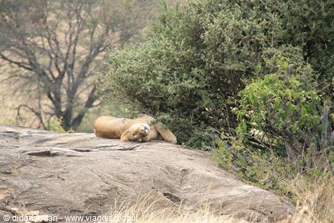 Lioness sleeping on a smooth rock among green bushes and dry trees in Serengeti savanna