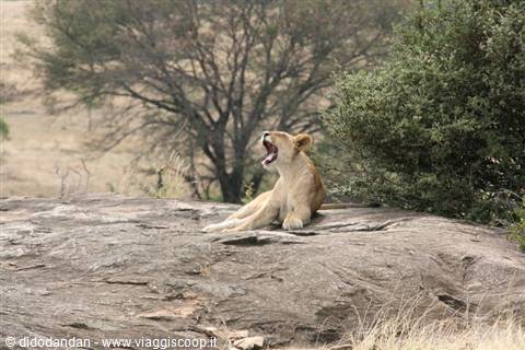 Lioness yawning on the rock among trees and bushes in the savannah