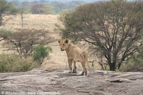 Young lioness standing on a rocky kopje among acacia trees