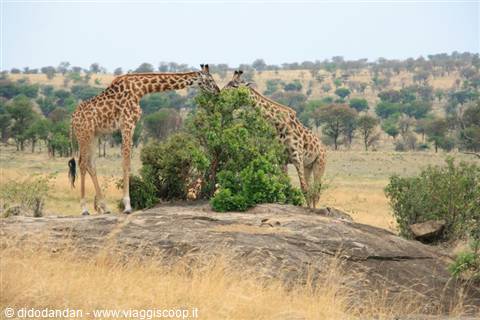 Two giraffes browse a green bush on a rock in the savanna