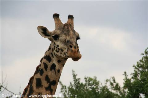 Giraffe with long eyelashes gazes at the camera among green branches and cloudy sky