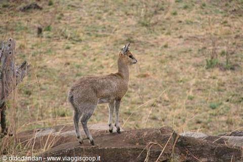Klipspringer standing on a rock in the grassy savanna