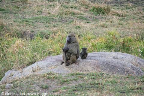 Adult baboon with baby sitting on a rock among dry grass