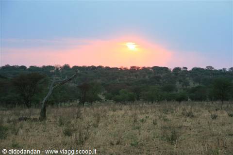 Low sun behind acacia trees over dry savanna grass