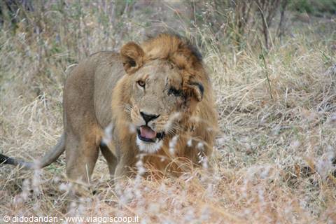 Male lion with light mane walking through dry savanna grass