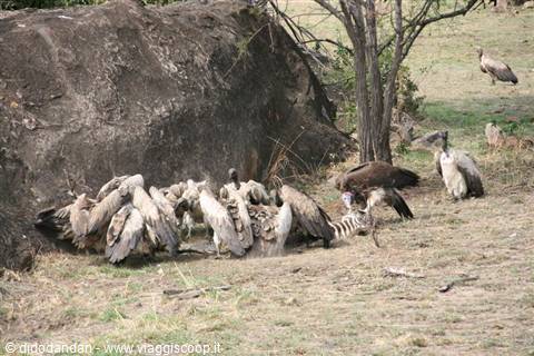 Vultures feeding on a carcass beside a boulder in the savanna