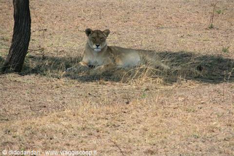 Lioness lying in the shade of a tree on dry savannah grass
