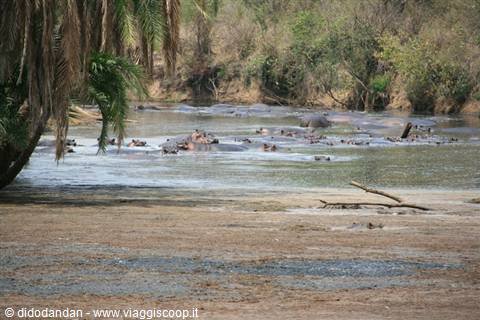 Hippos soaking in the river among palms and bushes