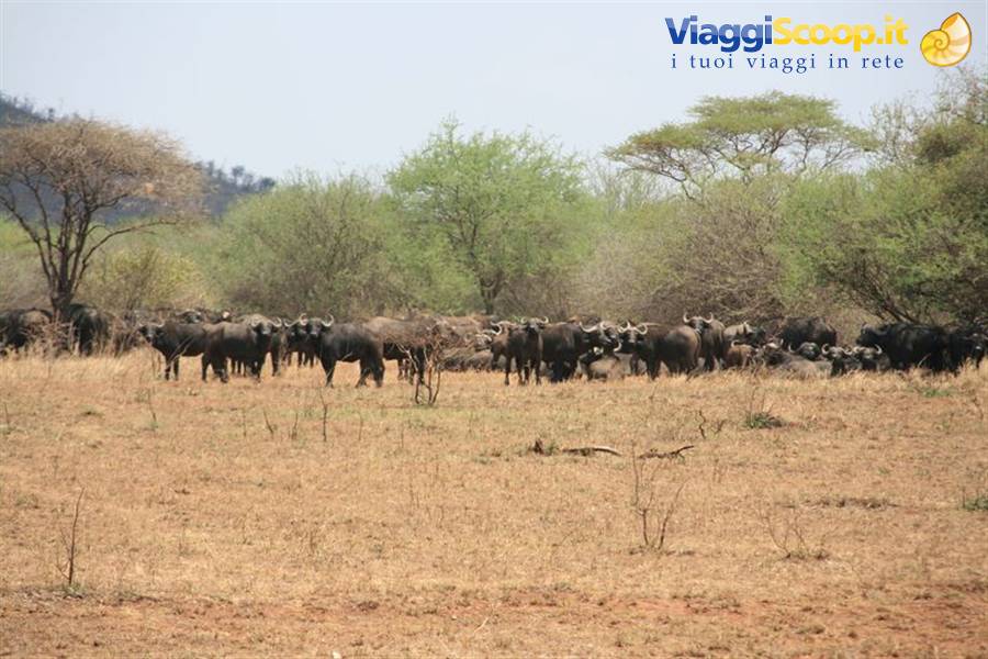 Herd of buffalo grazing among acacia trees on dry savanna