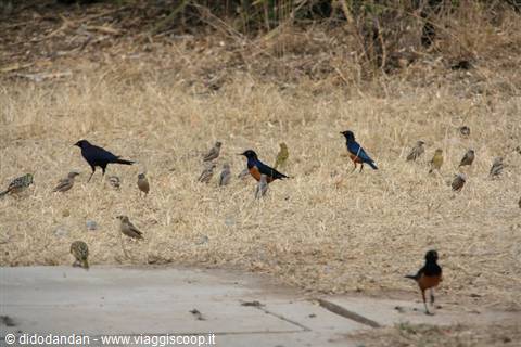 Colorful birds among dry grass, small brown birds and blue starlings foraging