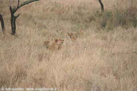Lioness camouflaged in dry savanna grass among scattered trees