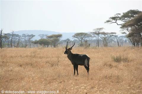 Horned antelope standing amid dry grass and acacia trees
