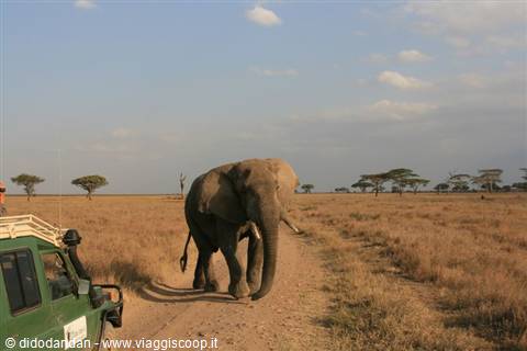 Elephant walks on sandy track beside green safari jeep in savanna