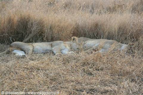 Lionesses resting stretched out in the dry golden savannah grass