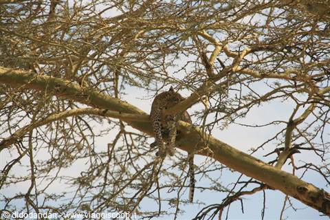 Leopard dozing on an acacia branch among thorny limbs