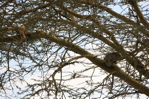 A leopard dozes on a thorny acacia branch in daylight