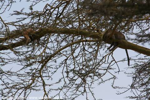 Two leopards resting on bare acacia branches in daylight