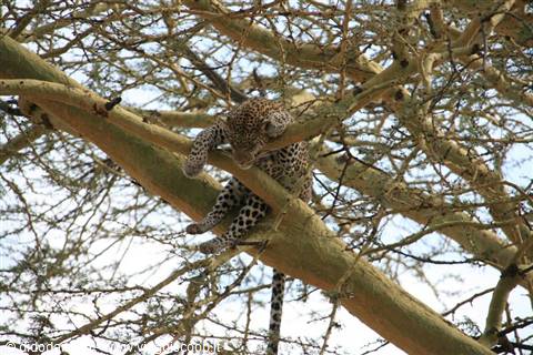 Leopard sleeping on an acacia branch, limbs dangling