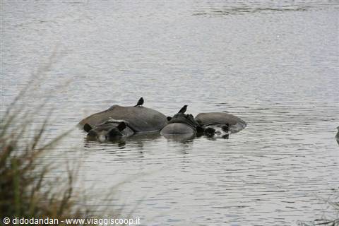 Hippos half-submerged in muddy river water, birds resting on their backs