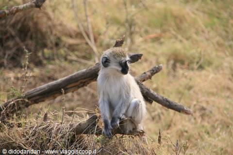 Vervet monkey sitting on a dry branch among yellow grass
