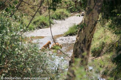 Lion and lioness among trees beside muddy river, sunlight