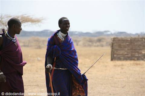 Maasai warriors in blue shuka walk with staff through dry savanna