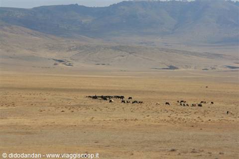 Herd of horses grazing on the golden steppe below barren hills