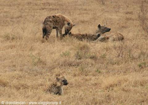 Spotted hyenas resting in dry savanna grass, one cub nearby