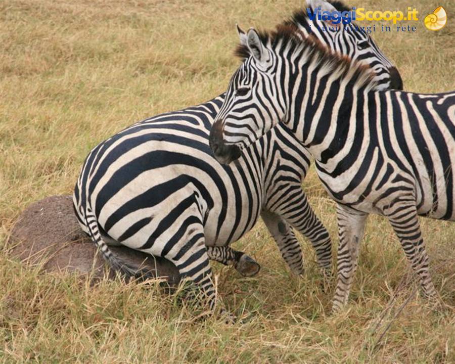 A zebra rolls on dry grass while another stands beside it