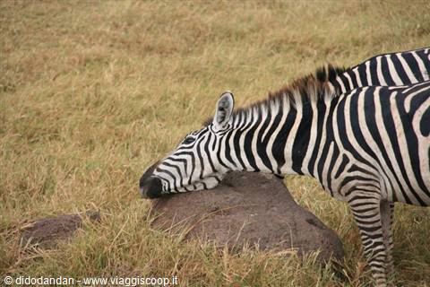 Zebra scratching its muzzle on a rock in dry grass