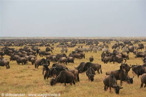 Vast herd of wildebeest and zebras grazing on the Serengeti savanna