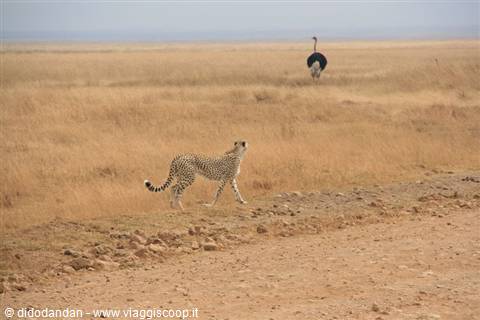 Cheetah walking across the savanna, ostrich in the background
