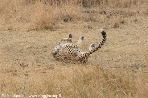 Cheetah rolling on its back in dry savanna grass