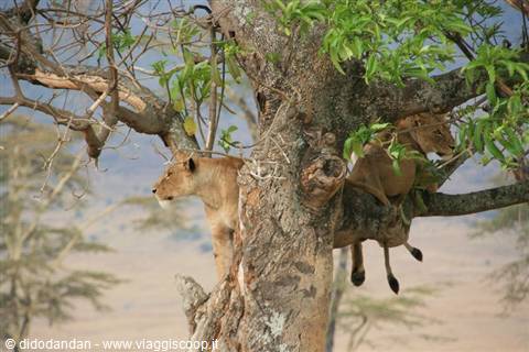 Two lionesses rest on the branches of an acacia tree in the savanna