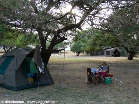 Tent camp under large trees, man sitting at the camping table