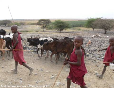 Maasai children in red robes herd cattle across the savannah