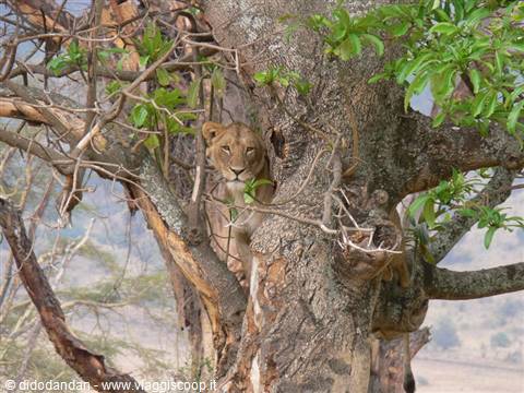  Lioness resting on a gnarled tree trunk, natural light, savanna in the background