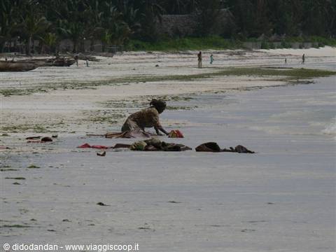 Woman collecting red seaweed on Diani beach, boats and palms behind