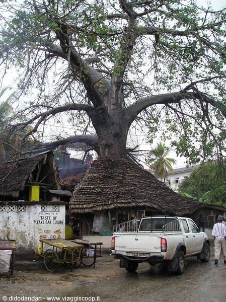 Huge baobab tree over thatched-roof restaurant, white pickup parked nearby, Zanzibar