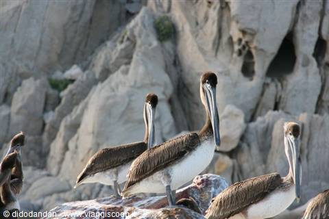 Pelicans perched on rocks in front of the rocky cliffs of Cabo San Lucas