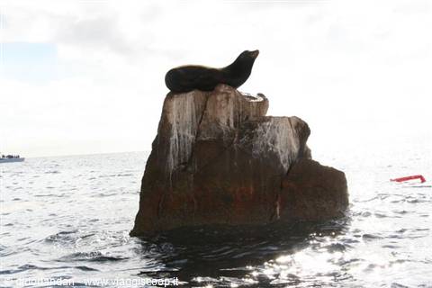 Sea lion resting on a brown rock at Los Islotes, Baja California