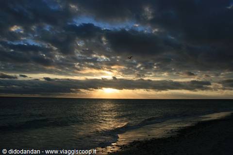 Low sun through dark clouds over ocean, a bird flying, sandy shore